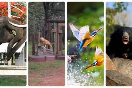 Must-Visit Wildlife Sanctuaries in Karnataka - Ganesh Cabs