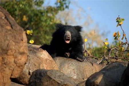 Daroji Sloth Bear Sanctuary