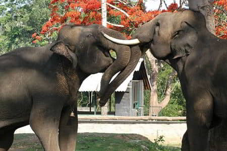 Dubare Elephant Camp